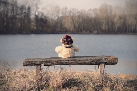 Lonely toy bear relax on bench a sunny dayの写真素材