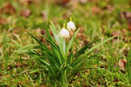 Beautiful snowflake flowers blossom in early springの写真素材