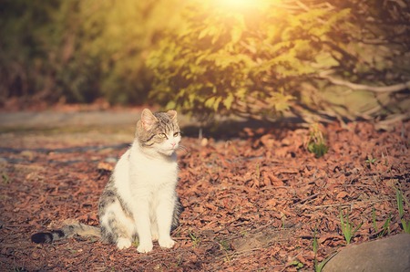 Vintage photo of a cat in the gardenの写真素材