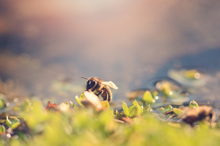 Closeup photo of honey bee a sunny dayの写真素材