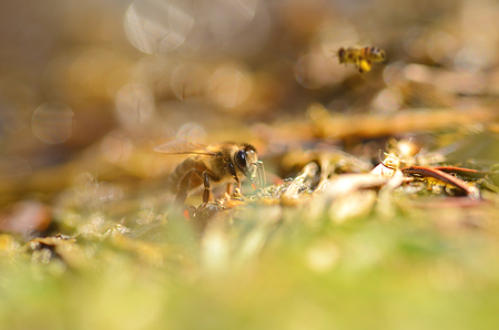 Closeup photo of honey bee a sunny dayの写真素材