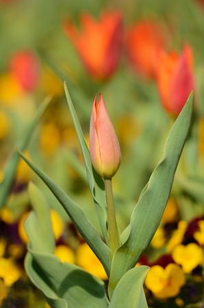 Red tulip on a sunny day, detailの写真素材