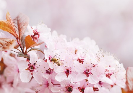 Bee collecting pollen on a cherry flower at springの写真素材