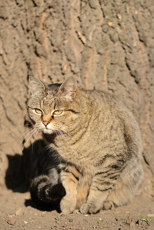 Cat portrait on a wooden textured backgroundの写真素材