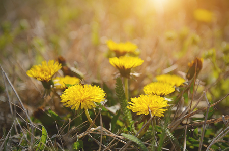 Dandelion flowers on a sunny day, detailの写真素材