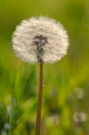 Dandelion seed in the parkの写真素材