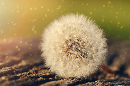 Closeup photo of dandelion seedの写真素材