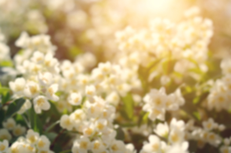 Blurred photo of white flowers on a sunny dayの写真素材