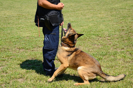 K9 police officer with his dog in trainingの写真素材
