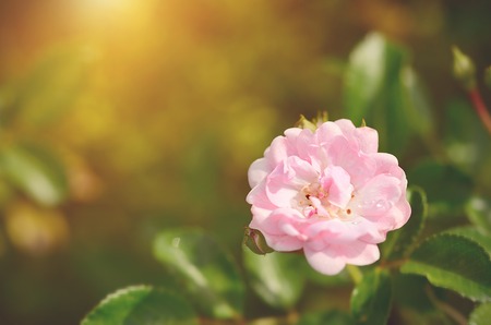 Soft photo of a pink roseの写真素材