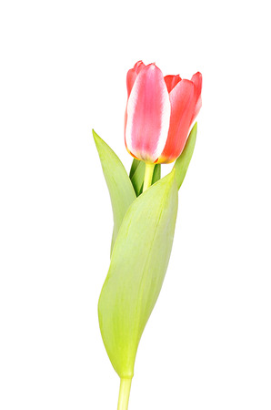 Red tulip isolated on a white backgroundの写真素材