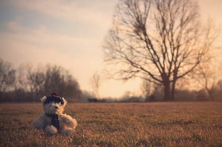 Old toy bear sit in meadow at sunsetの写真素材