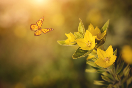 Closeup photo of yellow wildflower and butterflyの写真素材