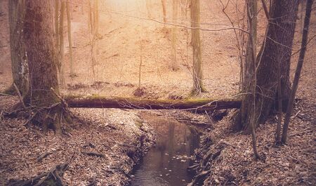 Autumn forest detail a sunny dayの写真素材