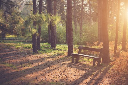 Abandoned bench in the park in sunset, detailの写真素材