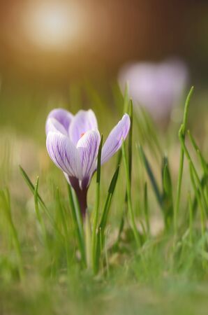 Crocus flower blossom in springの写真素材