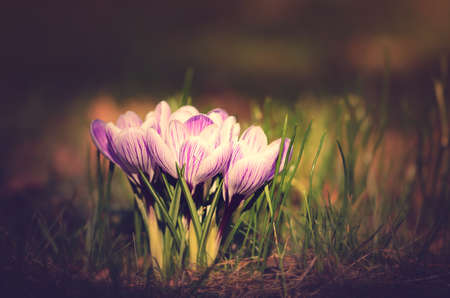 Vintage photo of Crocus flowersの写真素材
