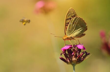 Dreamy photo of a beautiful butterfly on purple flowerの写真素材