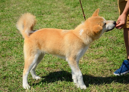 Akita dog in green parkの写真素材