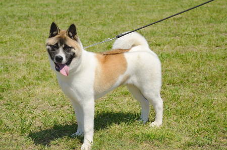 Akita dog in green parkの写真素材