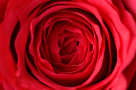 Closeup photo of a red roseの写真素材