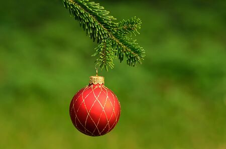 Red ornament christmas ball on pine branch
