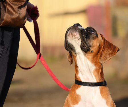 Boxer dog in the park, portraitの写真素材