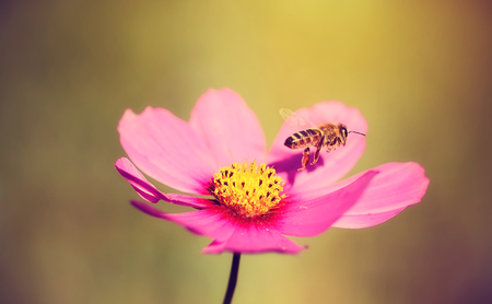 Closeup photo of a Honey bee and wildflower, vintage viewの写真素材