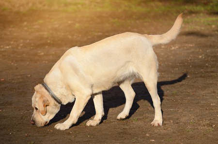 Labrador Retriever dog portrait in outdoorの写真素材