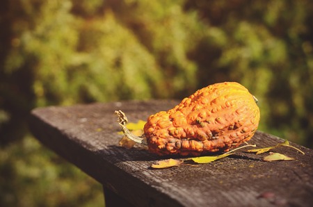 Closeup photo of a decorative pumpkin on the bench in natureの写真素材