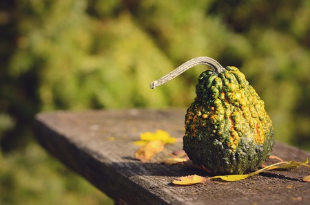 Closeup photo of a decorative pumpkin on the bench in natureの写真素材