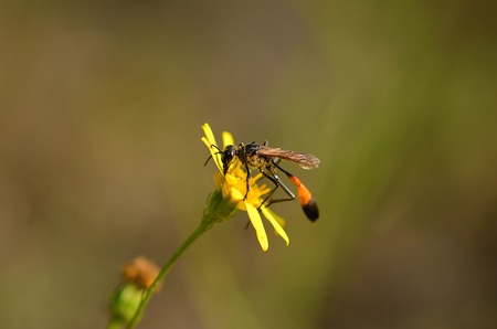 Ichneumon on the yellow wildflower, detailの写真素材