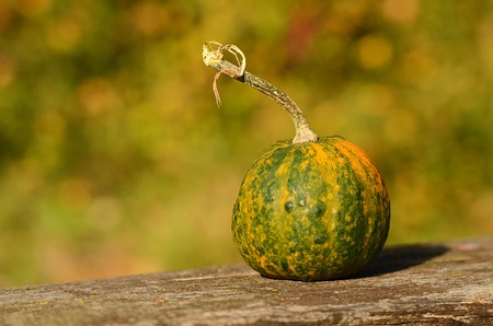 Decorative pumpkin on wooden bench in autumnの写真素材