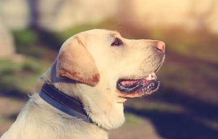 Labrador Retriever dog portrait in outdoorの写真素材