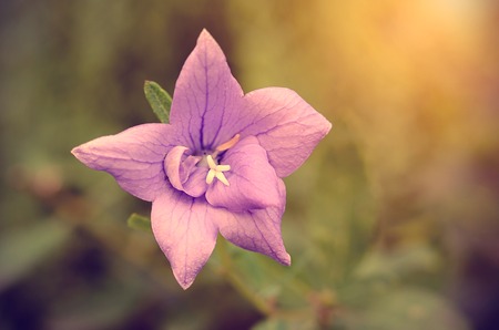 Vintage photo of a pink wildflower at sunsetの写真素材