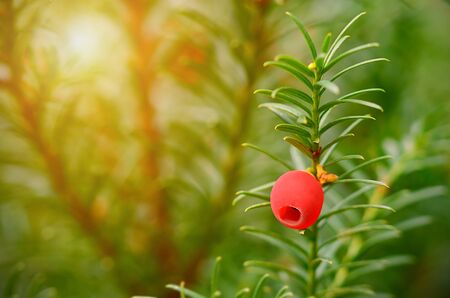 Closeup photo of fir tree with red berry, detailの写真素材