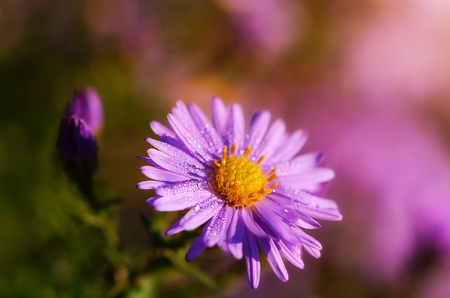 Beautiful purple wildflower on a dewy morning, detailの写真素材
