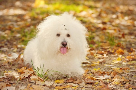 Bichon bolognese dog relax in the parkの写真素材