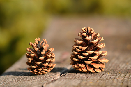 Closeup photo of pine cone on a wooden backgroundの写真素材