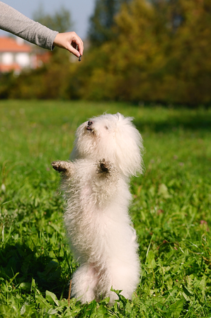 Bichon bolognese dog in the green grassの写真素材