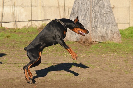 Doberman Pinscher dog in trainingの写真素材
