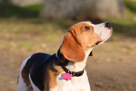 Beagle Dog portrait in parkの写真素材