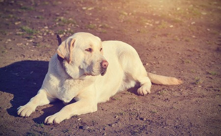 Vintage photo of a Labrador Retriever dogの写真素材