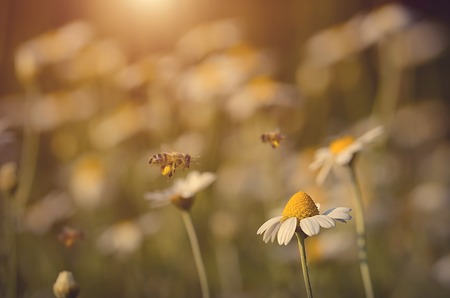 Closeup photo of a bee in flowers field at sunsetの写真素材