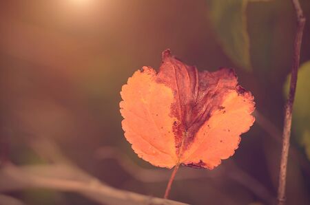 Closeup photo of an autumn leaf on branch, detail