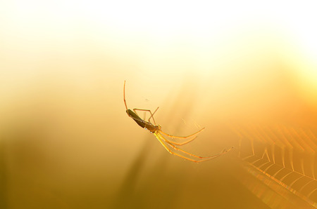 Closeup photo of a spider on web at sunriseの写真素材
