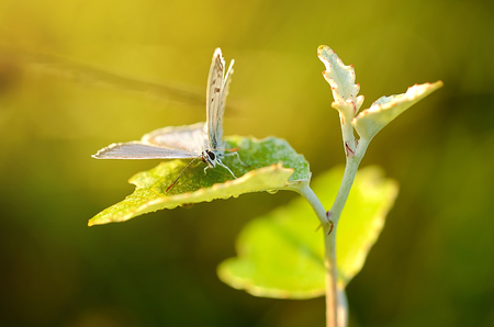 Closeup photo of an amazing butterflyの写真素材