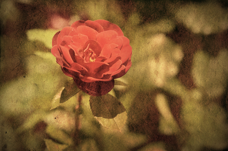 Vintage photo of a rose flower on textured backgroundの写真素材
