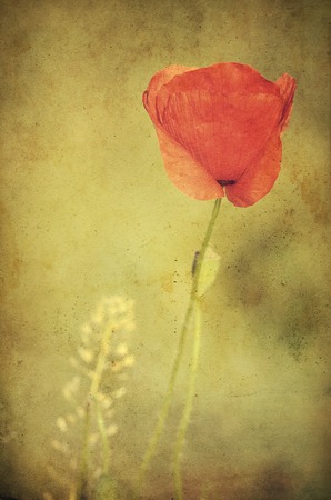 Vintage photo of a poppy flower on the fieldの写真素材