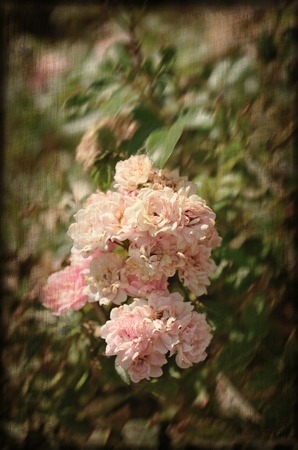 Vintage photo of rose flower on textured backgroundの写真素材